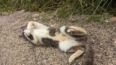 dog lying on roadside