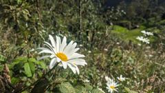 white daisy flower