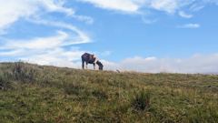 horse grazing on ridge