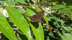 brown butterfly or moth on green leaves