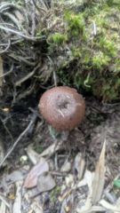 mushroom or fungus closeup