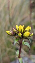 small yellow flower cluster