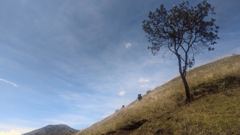 lone tree on grassy slope under dramatic sky