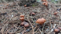 small brown mushrooms in grass