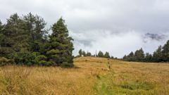 open grassy field and trees