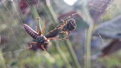 insect closeup