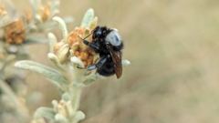 insect on plant
