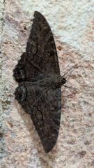 insect closeup