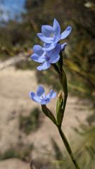 small blue wildflower