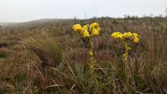 yellow wildflowers in high grass