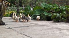 waterfowl group
