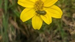 insect on yellow flower