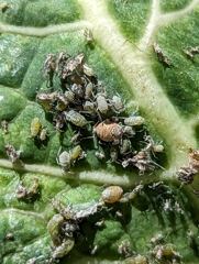 insect closeup