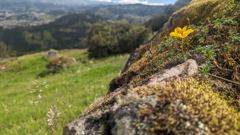 flowering viewpoint
