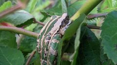 insect closeup