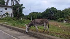 domestic animal