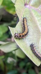 insect closeup