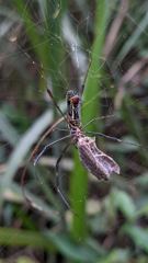 insect closeup