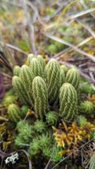 green clustered plant heads