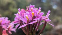flowering plant