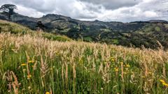 grassland overlook