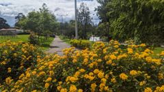 yellow roadside flowers