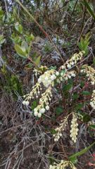 flower or plant closeup