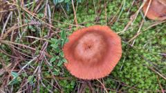 orange mushroom cap
