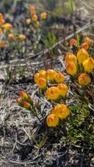 flower or plant closeup