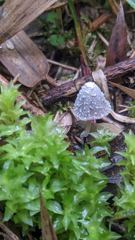 mushroom or fungus closeup