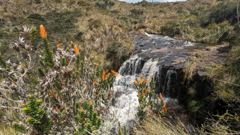 waterfall and flowers