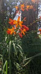 flower or plant closeup