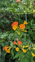 orange flowering plant