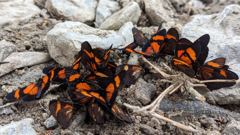 clustered insects
