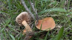 mushroom or fungus closeup