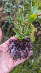 purple-brown plant seed head