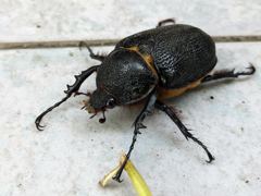 insect closeup