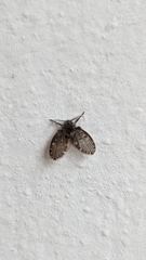 insect closeup