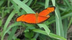 orange butterfly