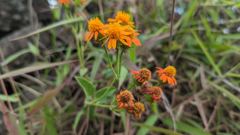 cluster of orange flowers
