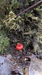 mushroom or fungus closeup