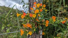 flowering plant near tree