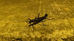 insect closeup