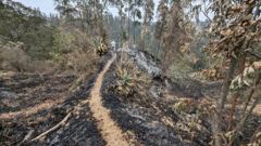 trail through dry burned hillside