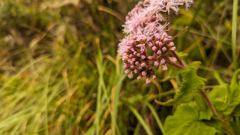 round pink flower head