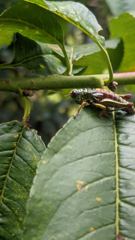 insect closeup