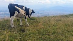 black and white cow on hill
