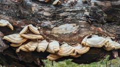 fungus or mushroom