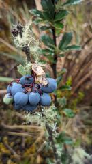 blue berries on shrub