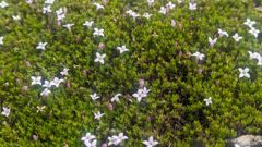 white flower groundcover